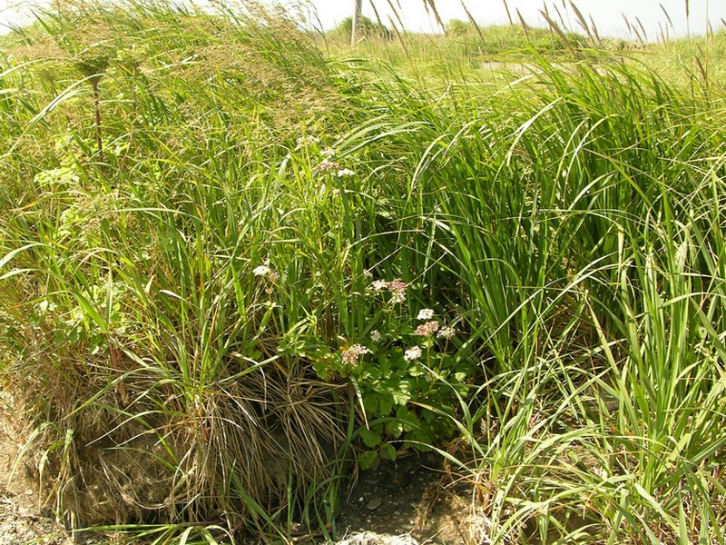 Image of Ligusticum scoticum specimen.