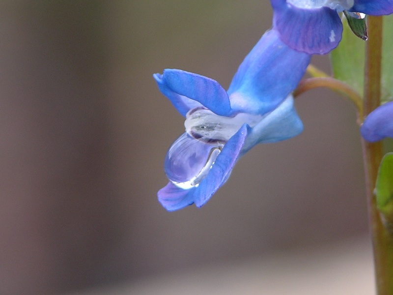 Image of Corydalis ambigua specimen.