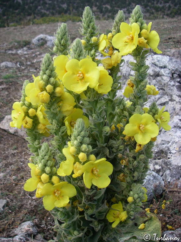 Image of Verbascum phlomoides specimen.