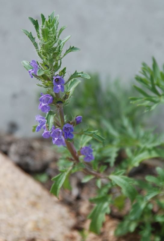 Изображение особи Dracocephalum olchonense.