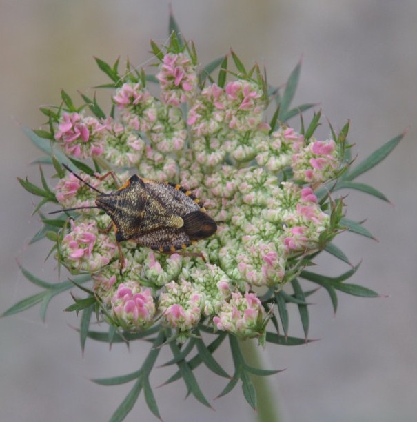 Image of Daucus carota specimen.