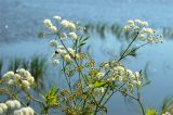 Cicuta virosa