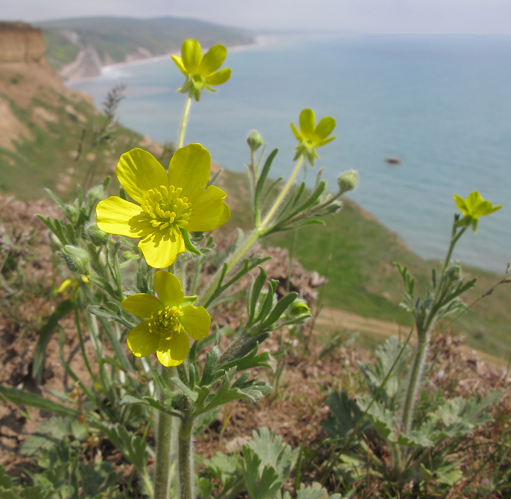 Image of Ranunculus oxyspermus specimen.