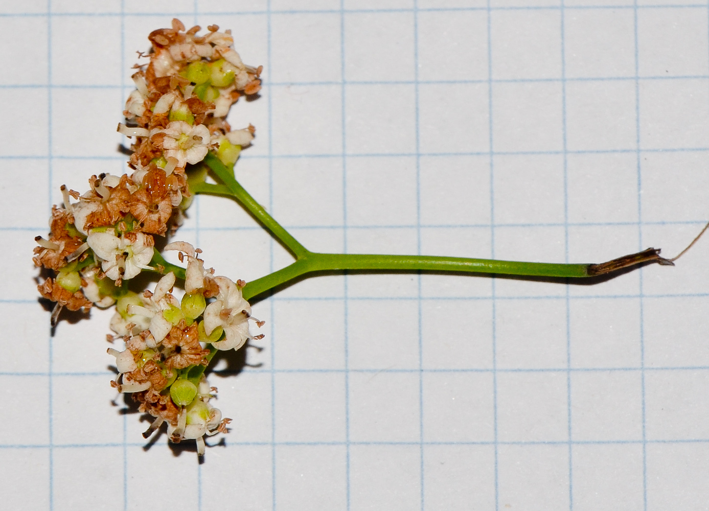 Image of Ehretia tinifolia specimen.