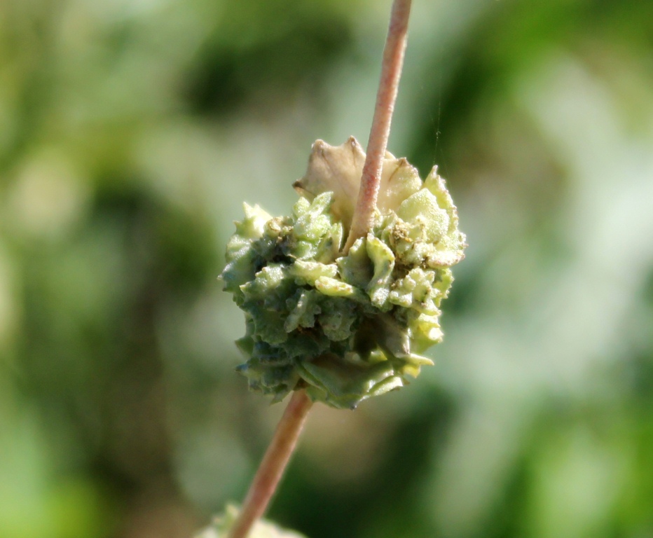 Image of genus Atriplex specimen.