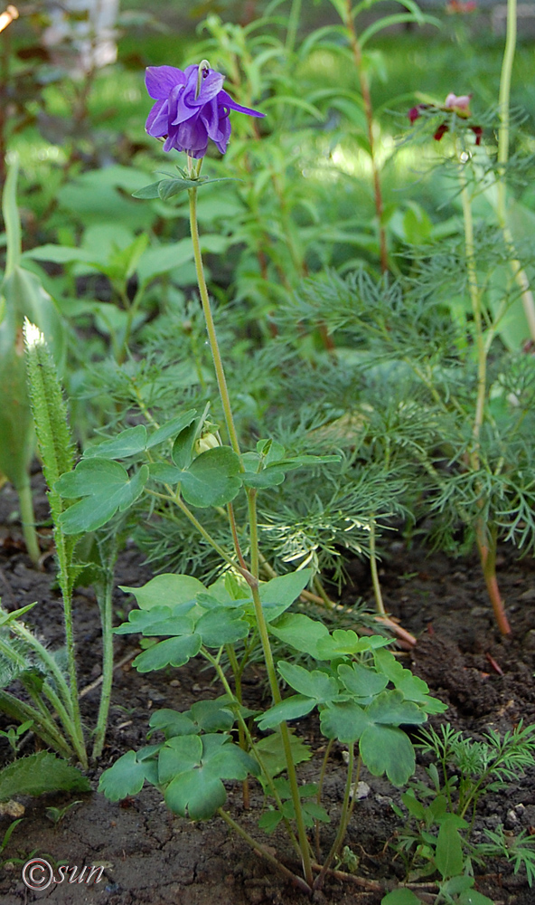 Изображение особи Aquilegia vulgaris.