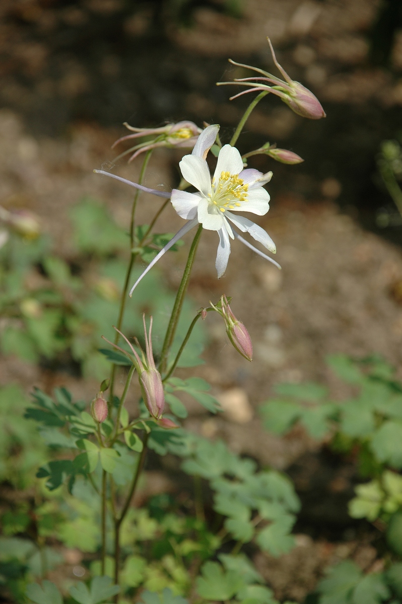 Image of Aquilegia coerulea specimen.