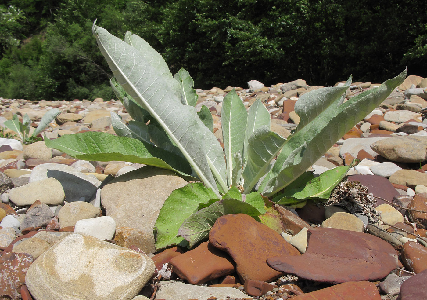 Изображение особи Verbascum gnaphalodes.