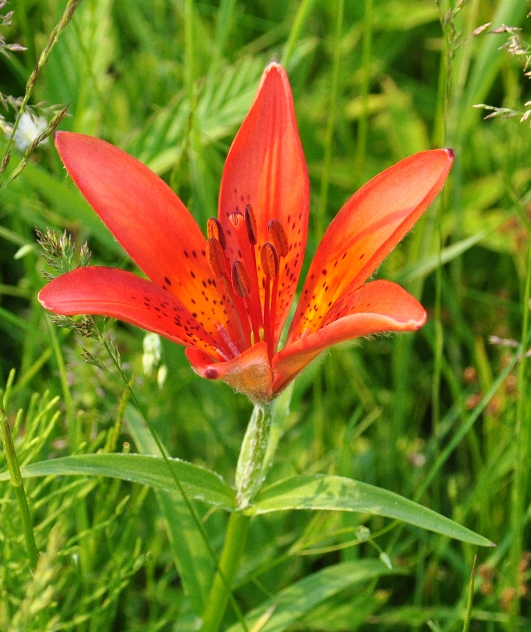 Image of Lilium pensylvanicum specimen.