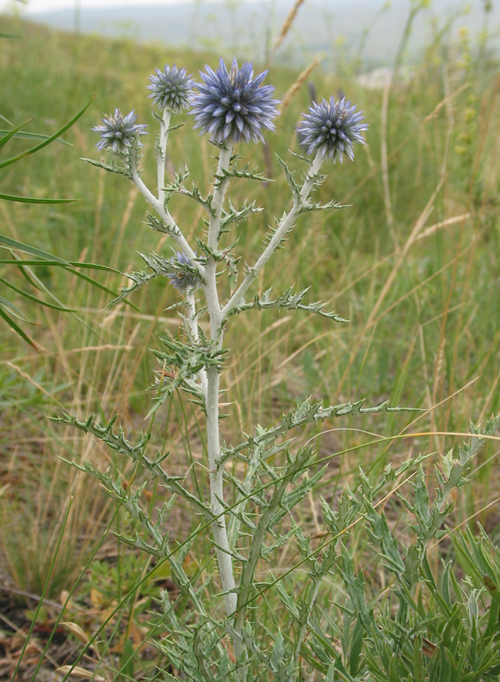 Image of Echinops ruthenicus specimen.