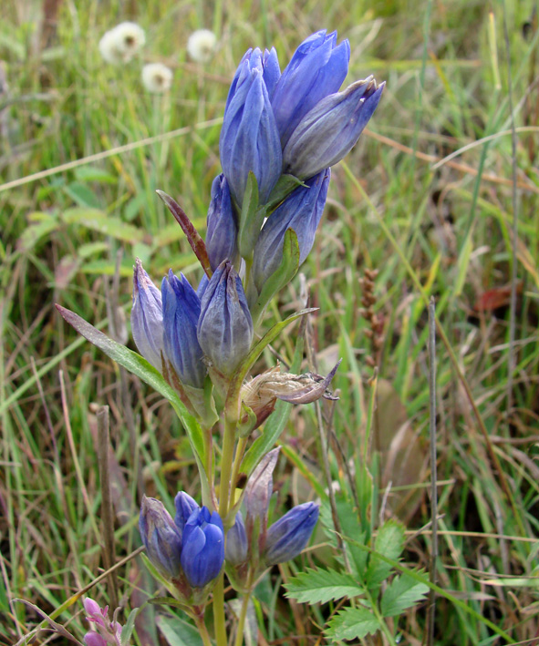 Image of Gentiana decumbens specimen.