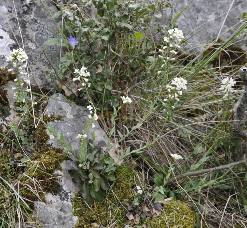 Изображение особи Noccaea lutescens.