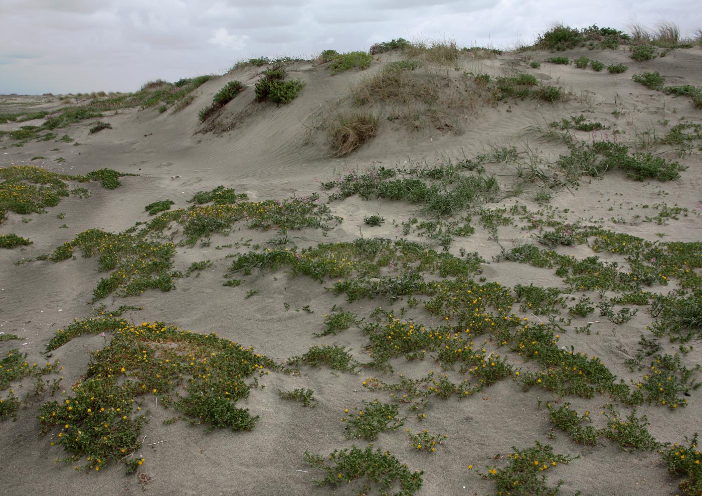 Image of Ononis variegata specimen.