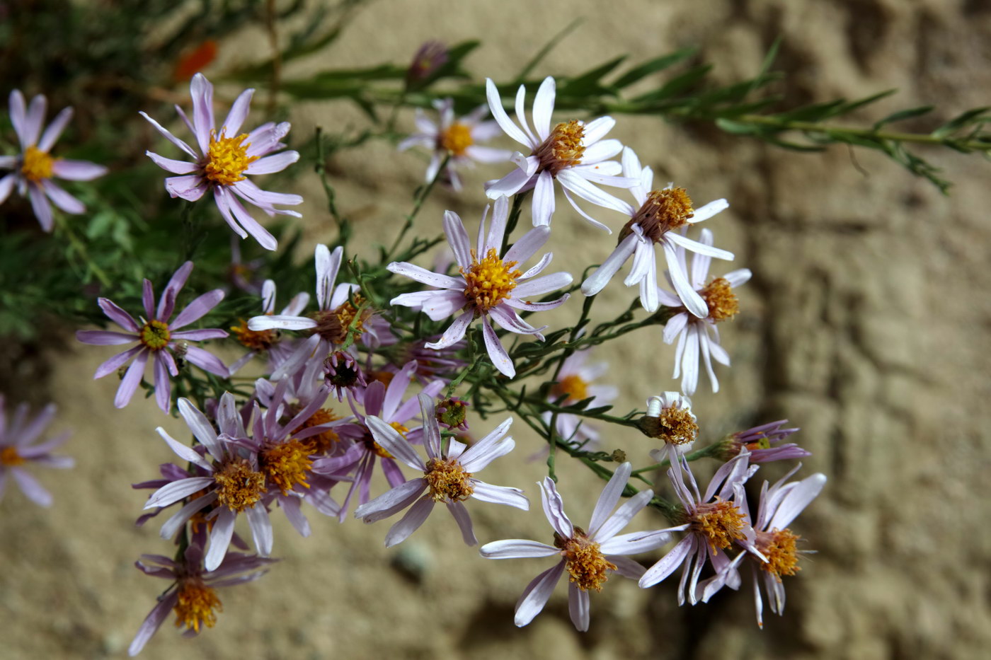 Image of genus Galatella specimen.