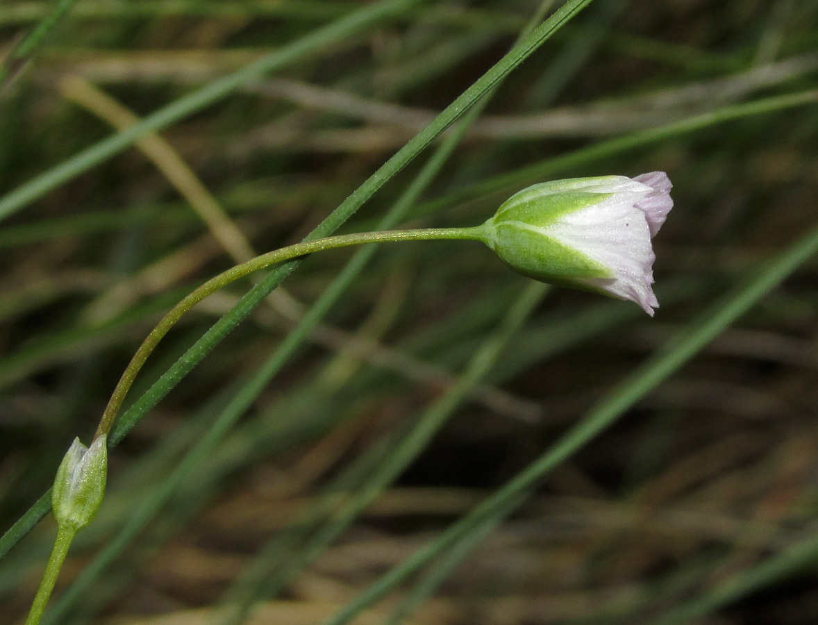 Image of Holosteum marginatum specimen.