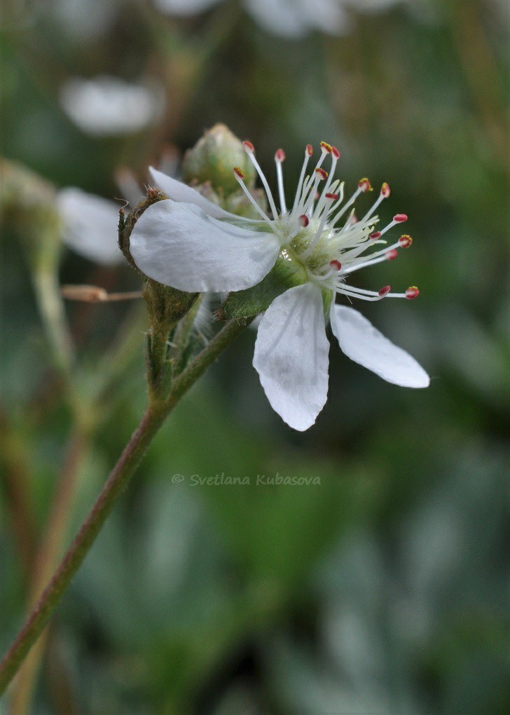 Image of Potentilla tridentata specimen.