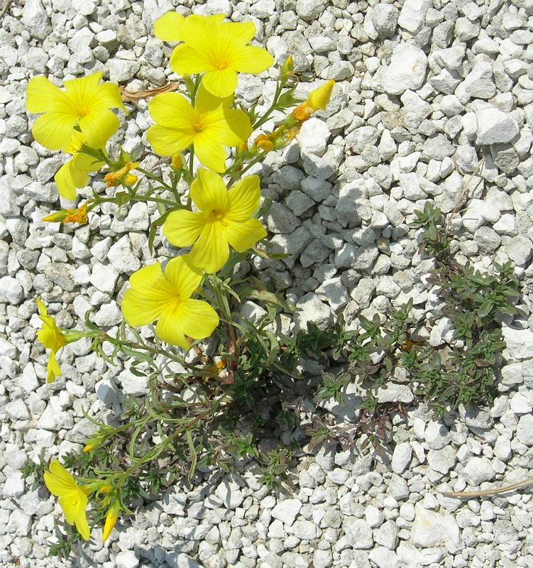 Изображение особи Linum basarabicum.