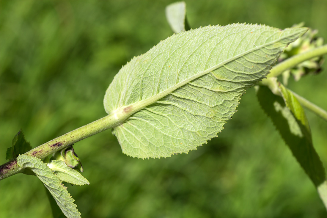 Image of Inula helenium specimen.