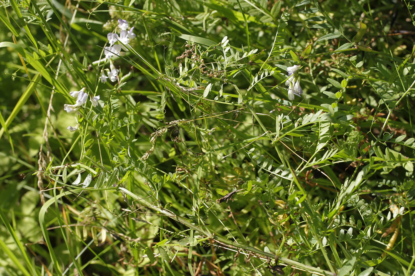 Image of Vicia sylvatica specimen.