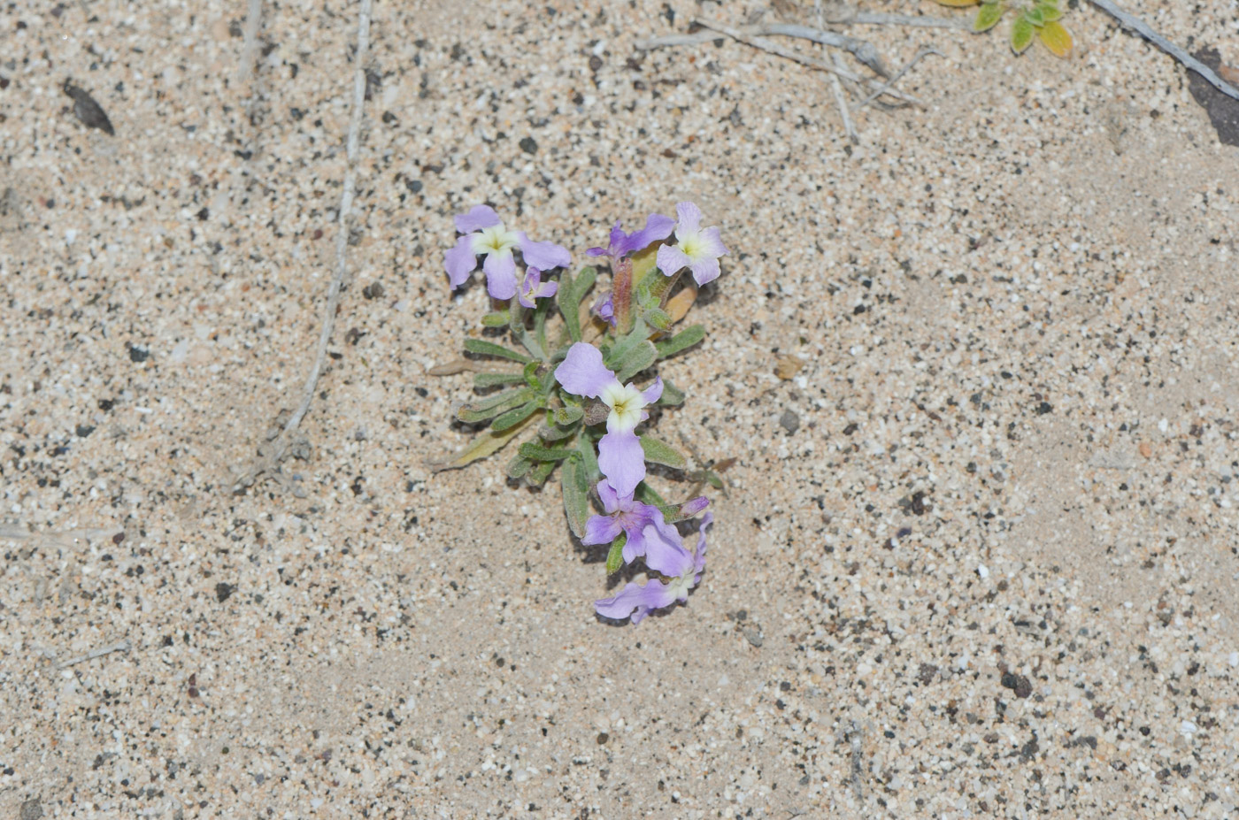 Изображение особи Matthiola fruticulosa var. bolleana.