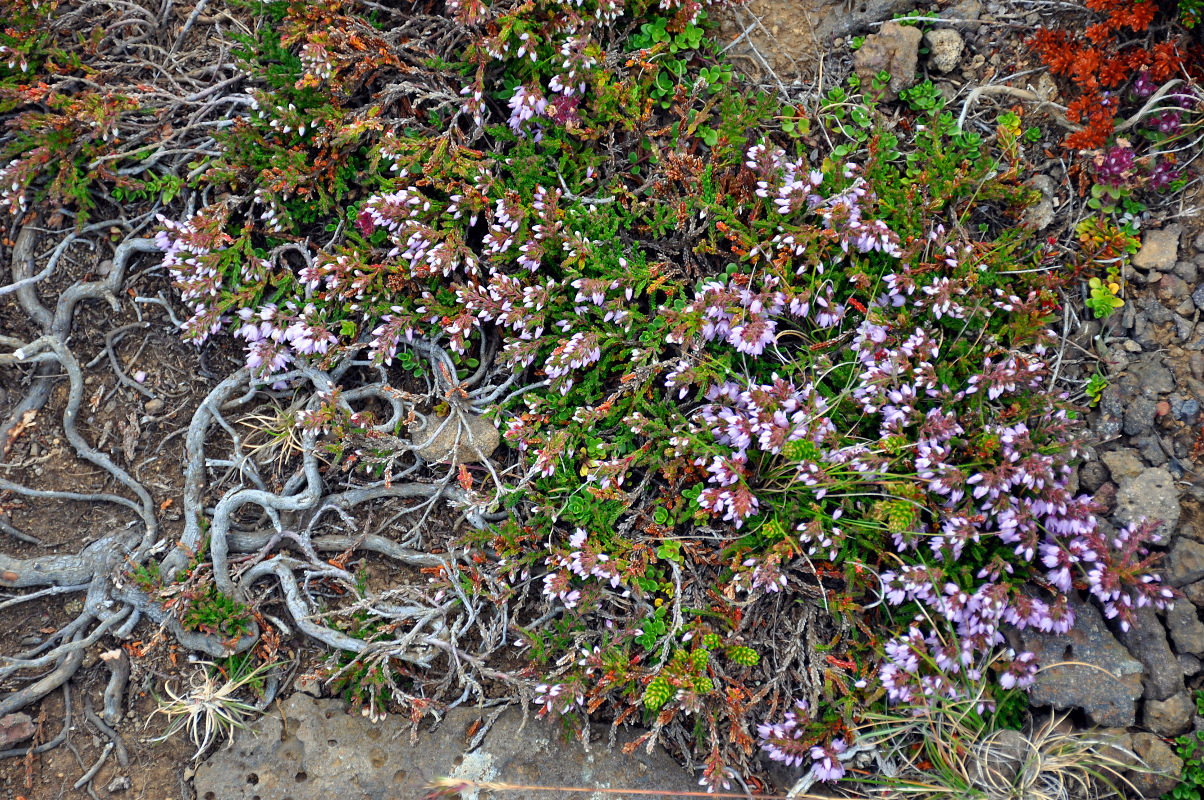 Изображение особи Calluna vulgaris.