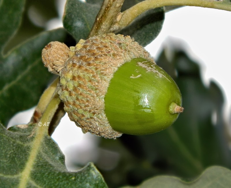 Image of Quercus pyrenaica specimen.