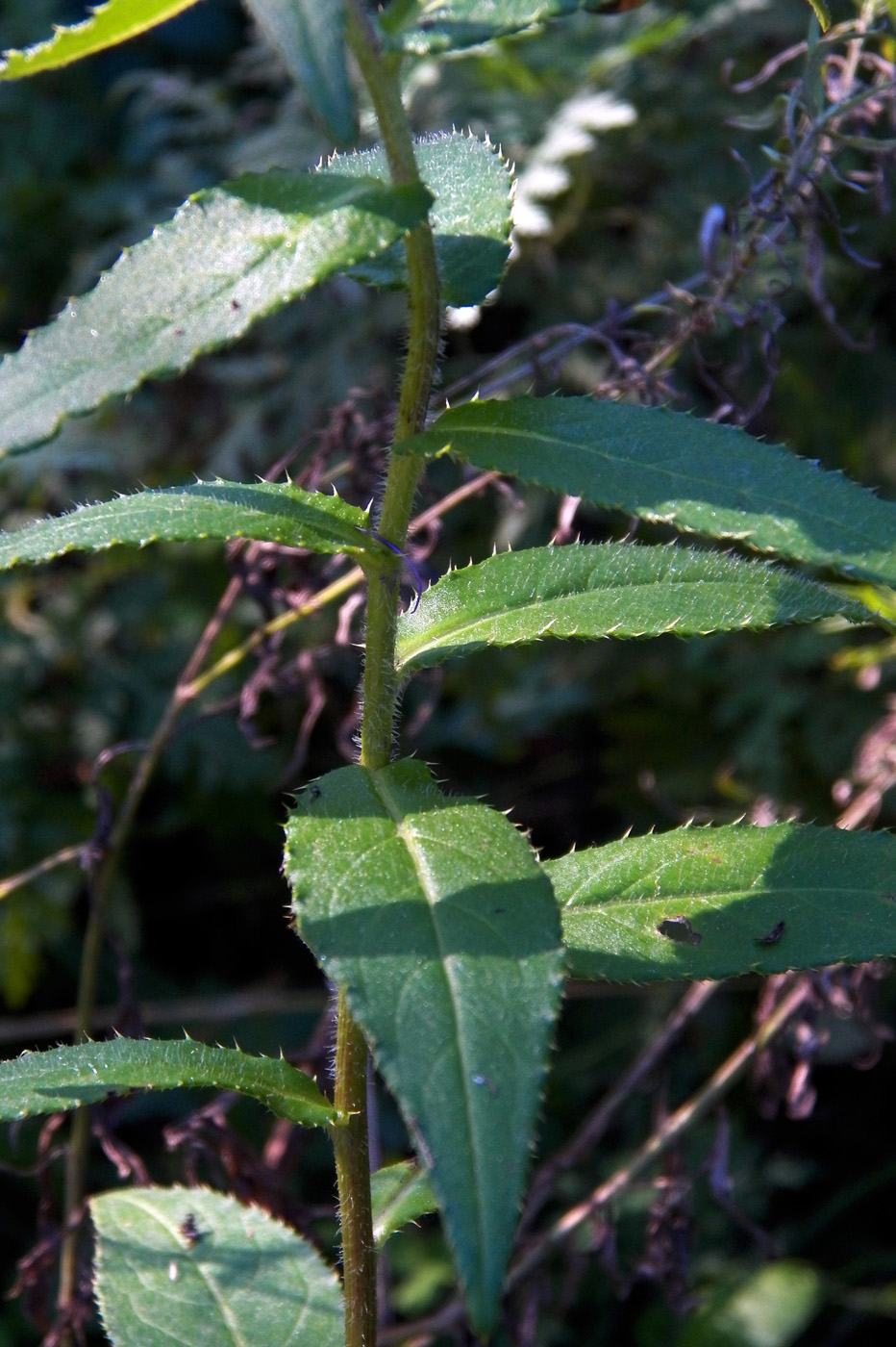 Изображение особи Cirsium vlassovianum.