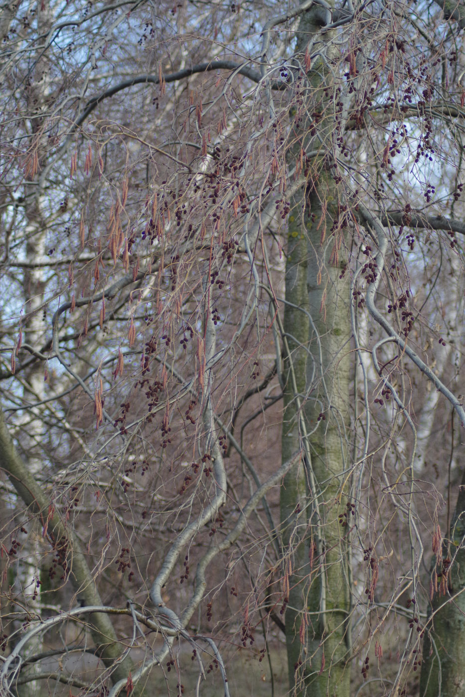 Image of genus Alnus specimen.