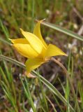 Tulipa biebersteiniana. Цветок. Украина, г. Запорожье, восточная окраина, долина р. Мокрая Московка, луговая степь. 08.04.2017.