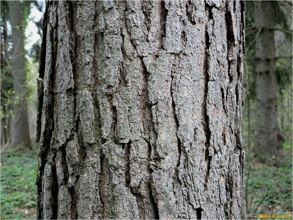 Image of Pinus sylvestris specimen.