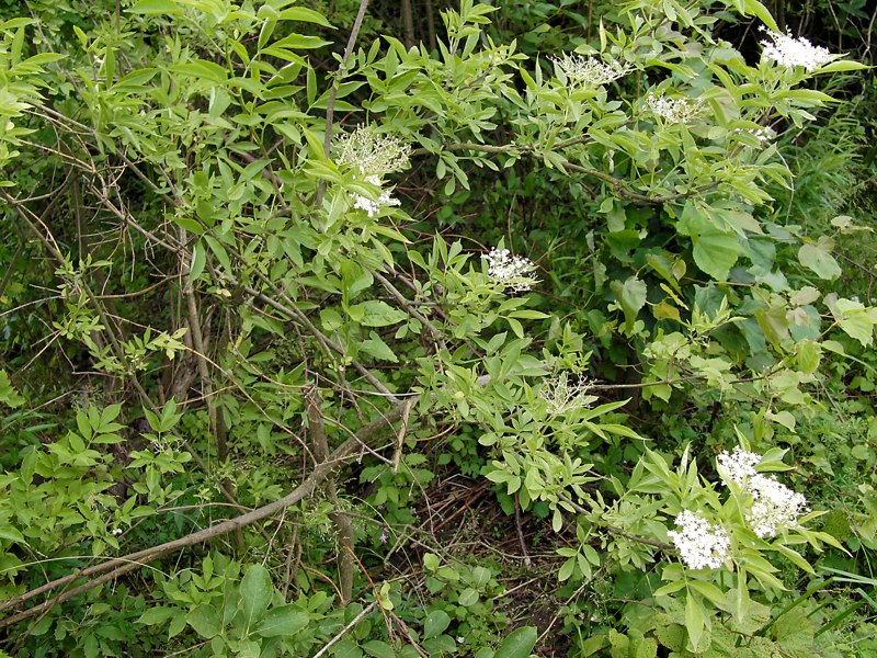 Image of Sambucus nigra specimen.