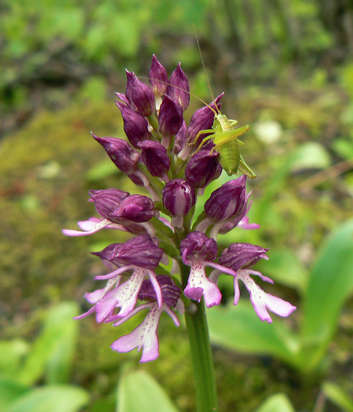 Изображение особи Orchis purpurea ssp. caucasica.