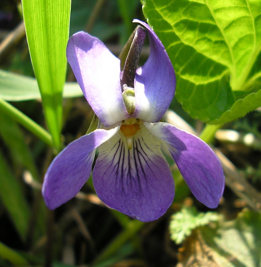 Image of Viola suavis specimen.