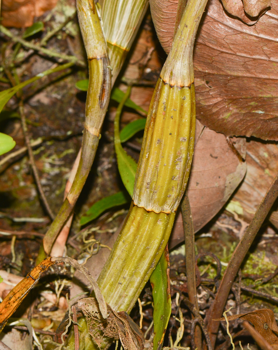 Image of Dendrobium crumenatum specimen.