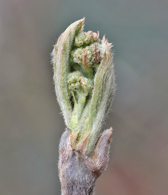 Image of Sorbus aucuparia specimen.