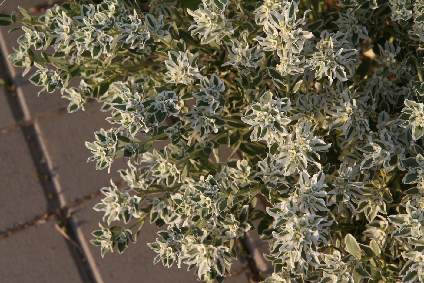 Image of Euphorbia marginata specimen.