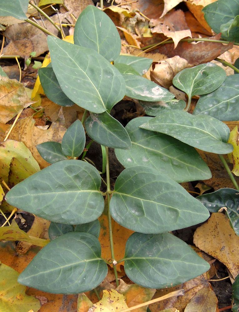 Image of Vinca major specimen.