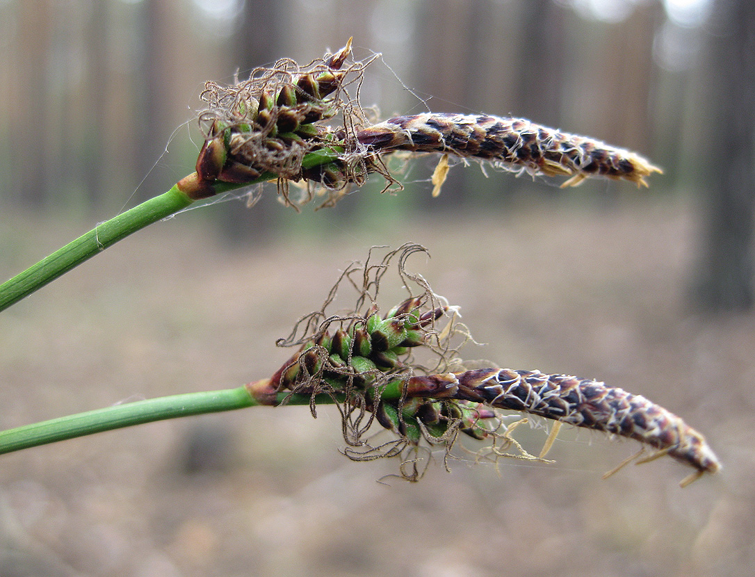 Image of Carex ericetorum specimen.