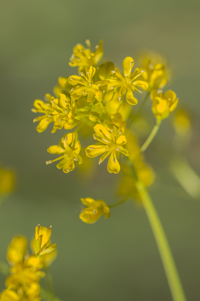 Изображение особи Isatis campestris.