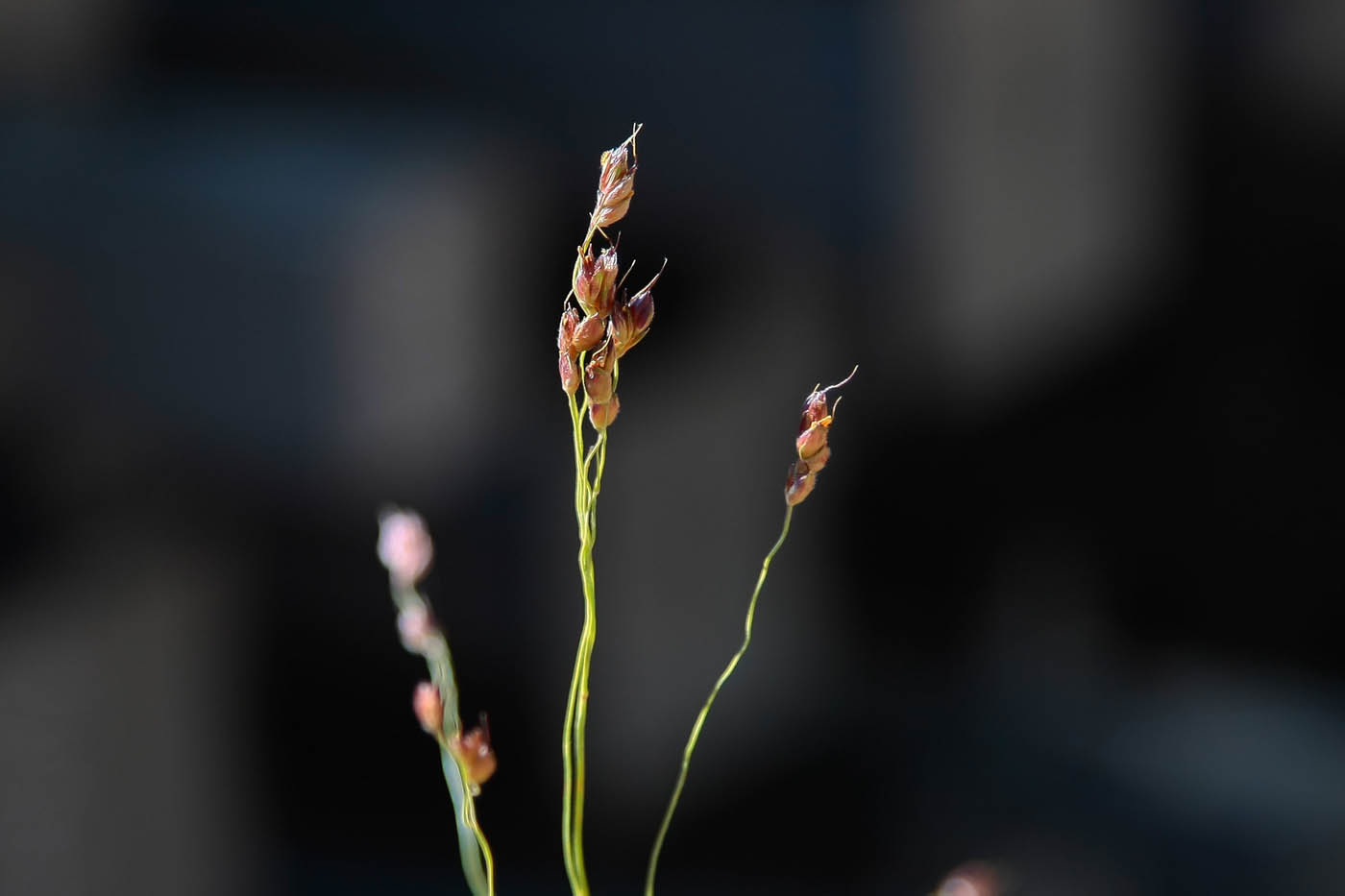 Изображение особи Panicum miliaceum.