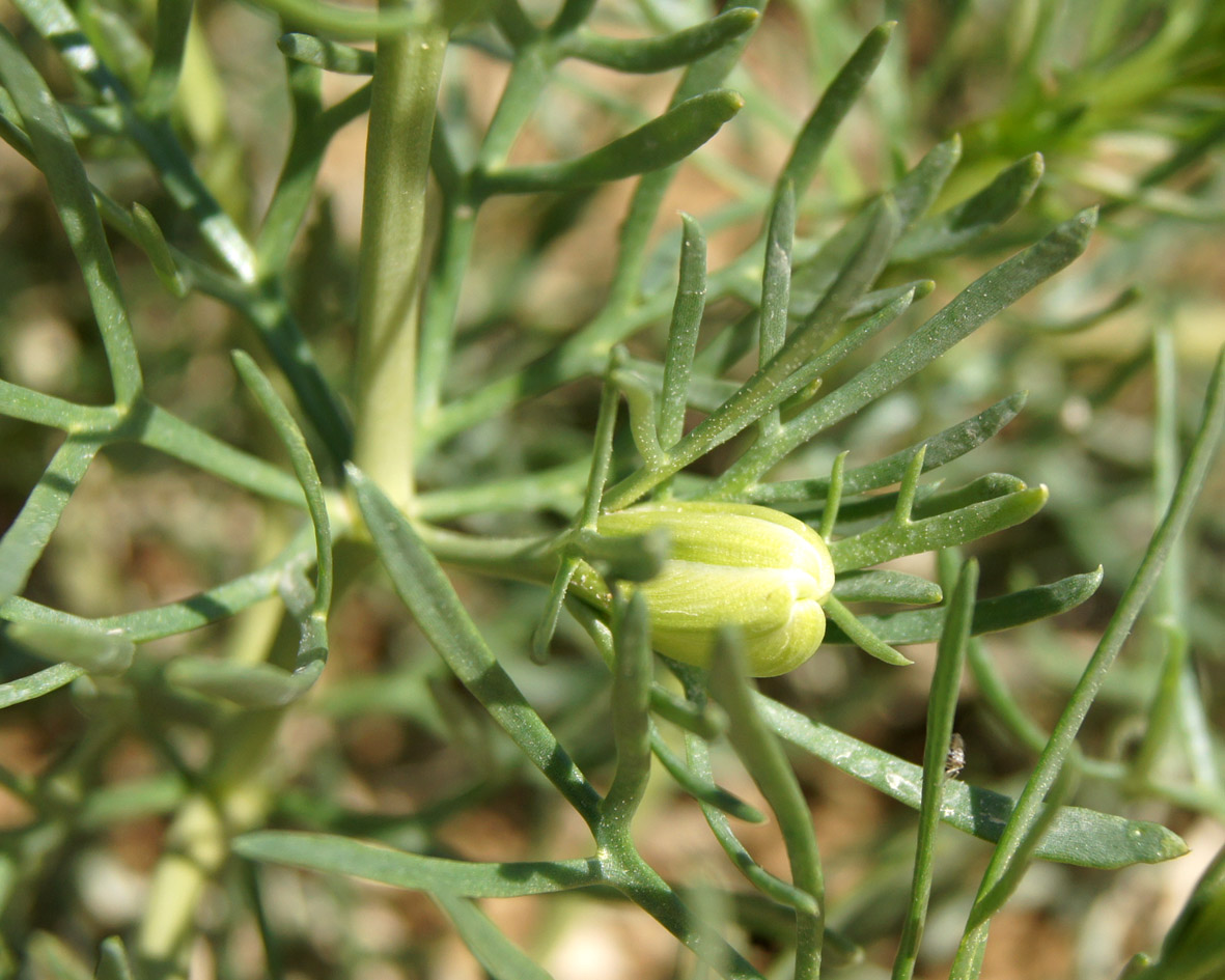 Image of Peganum harmala specimen.