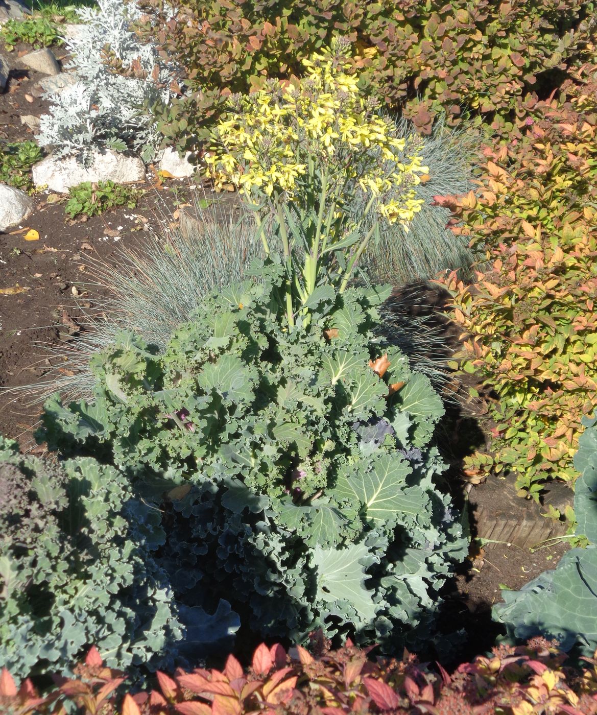 Image of Brassica oleracea var. viridis specimen.