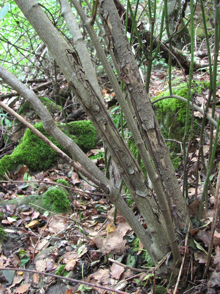 Image of Staphylea pinnata specimen.