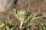 Cirsium kosmelii. Верхушка цветущего растения. Грузия, край Самцхе-Джавахети, Аспиндзский муниципалитет, вост. подножие горы Патара-Абули, ≈ 2100 м н.у.м. 17.10.2018.