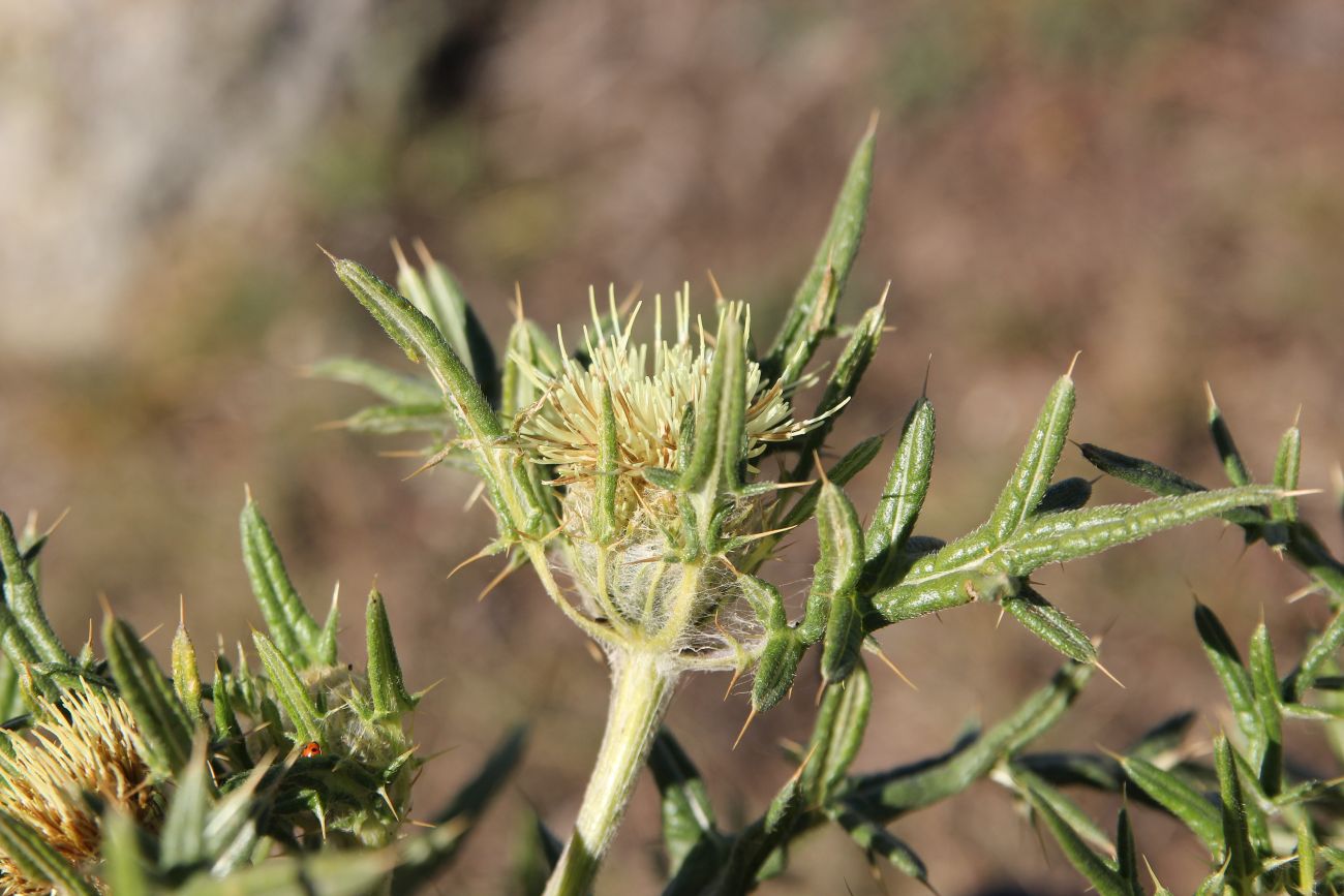 Image of Cirsium kosmelii specimen.