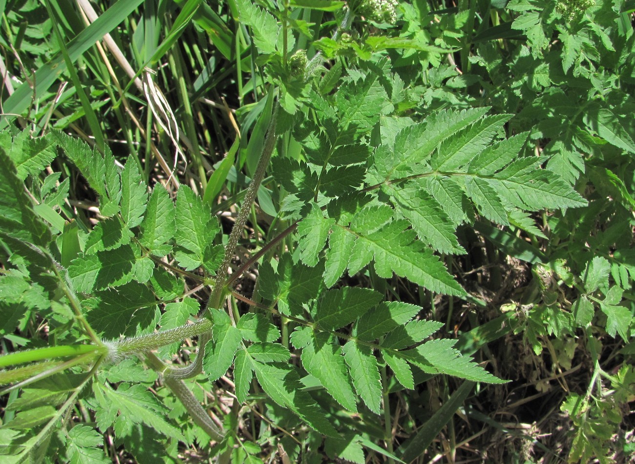 Изображение особи Chaerophyllum aureum.