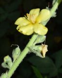 Verbascum erianthum. Часть соцветия с цветком и незрелыми плодами. Узбекистан, Ташкентская обл., Пскентский р-н, окр. кишлака Айбулак, тугаи на берегу небольшой речки. 03.08.2019.