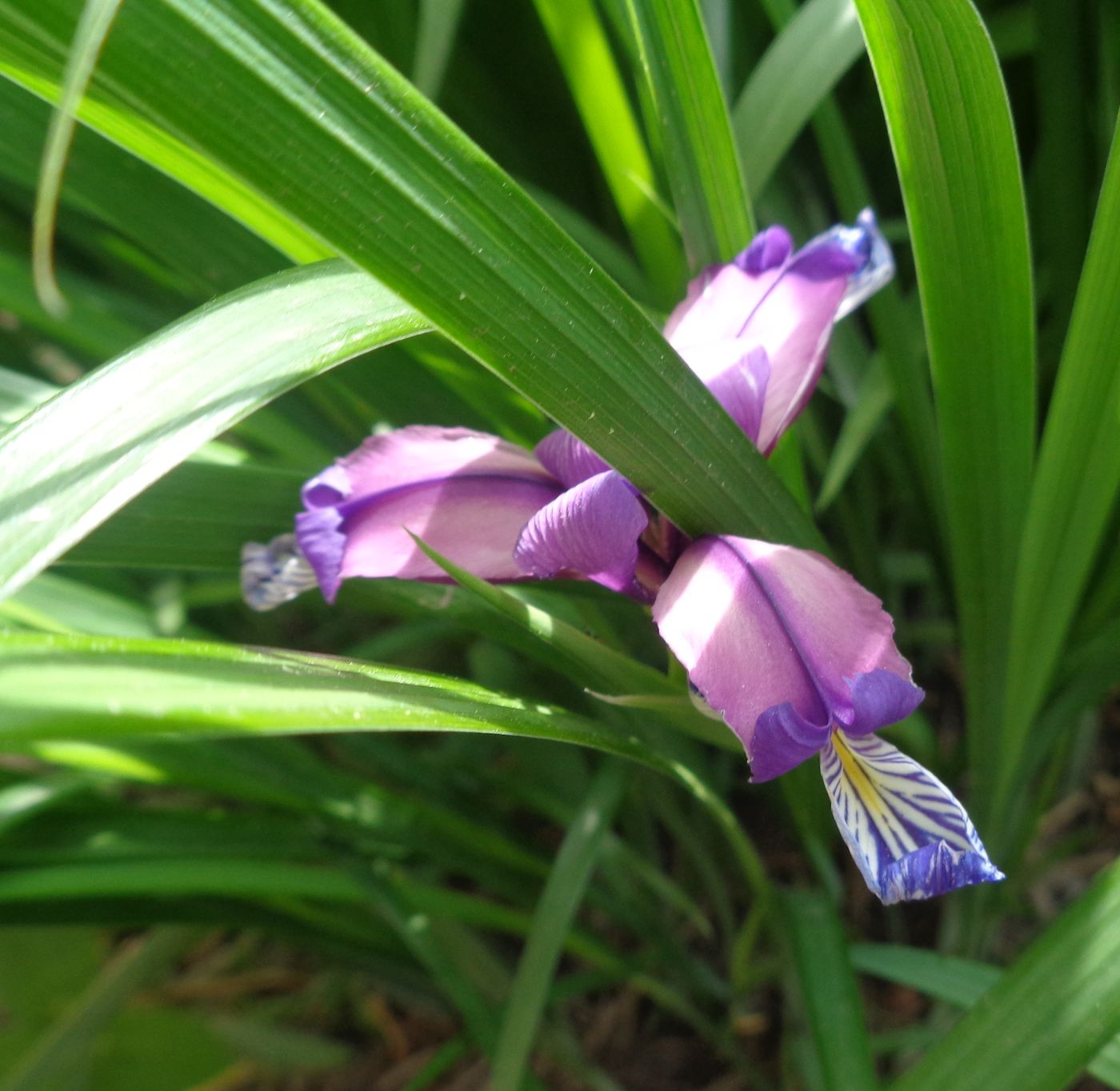 Image of Iris graminea specimen.