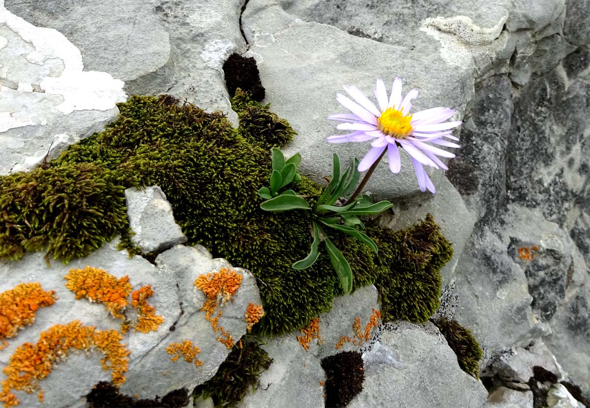 Image of Aster alpinus specimen.