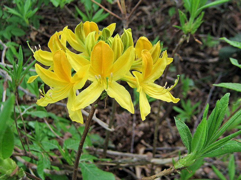 Image of Rhododendron luteum specimen.